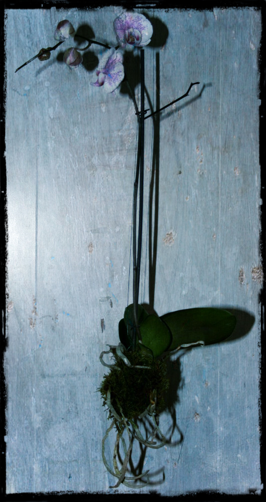 ateliers de kokedama suspendu avec une orchidée