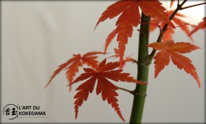 kokedama-erable-japonais-automne
