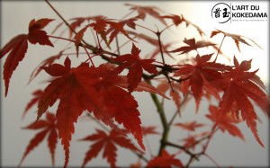 kokedama-erable-japonais-automne