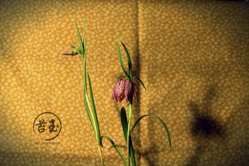 détail fleur fritillaria