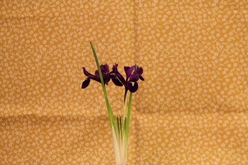 fleurs iris kokedama a vendre